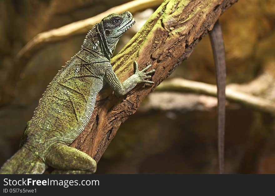 Sort : Hydrosaurus weberi. Horizontal position. Sort : Hydrosaurus weberi. Horizontal position.