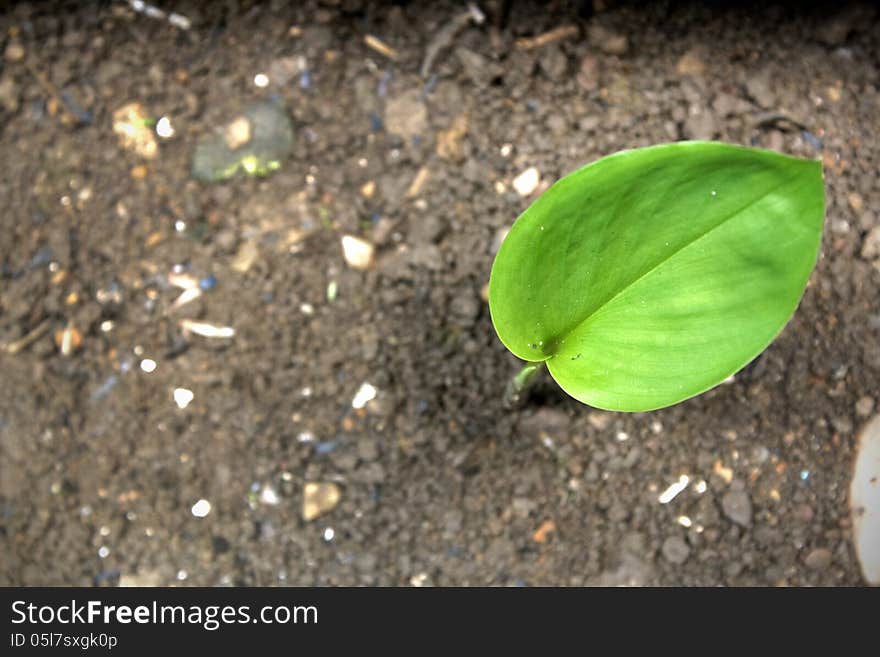 Green leaf on earth, little tree on earth