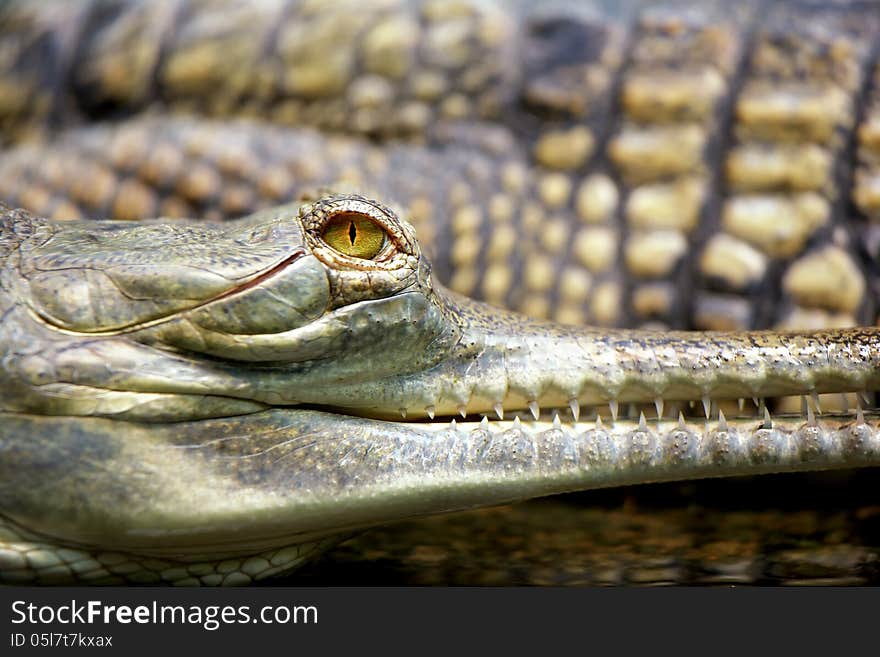 Long-nosed crocodile. Sort : Gavialis gangeticus. Long-nosed crocodile. Sort : Gavialis gangeticus.