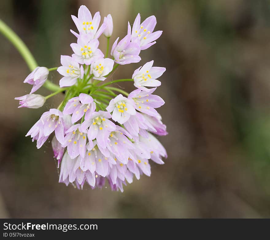 Flower of garlic