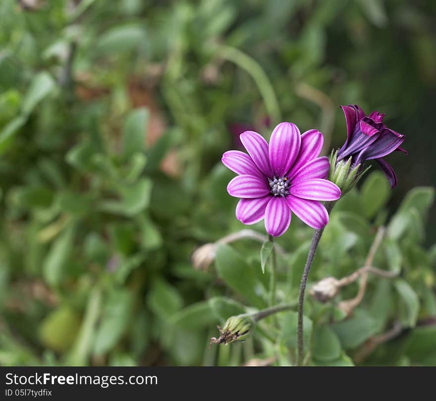 Flower of anemone in my garden