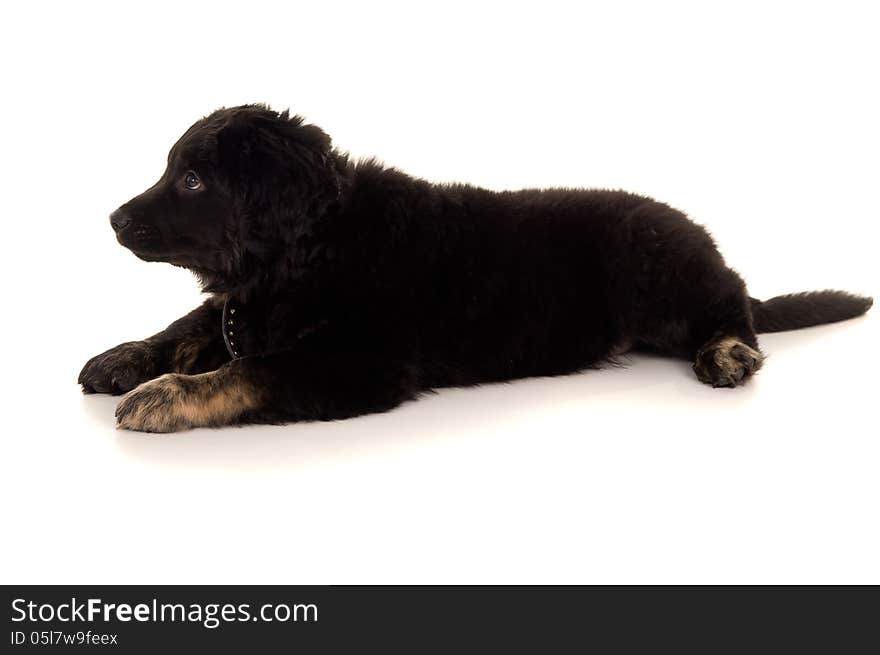 Young Beautiful dog lying isolated