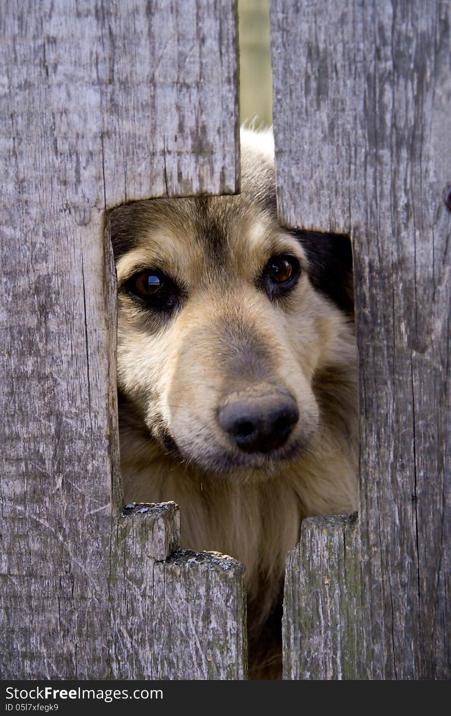 The dog in the village behind the fence