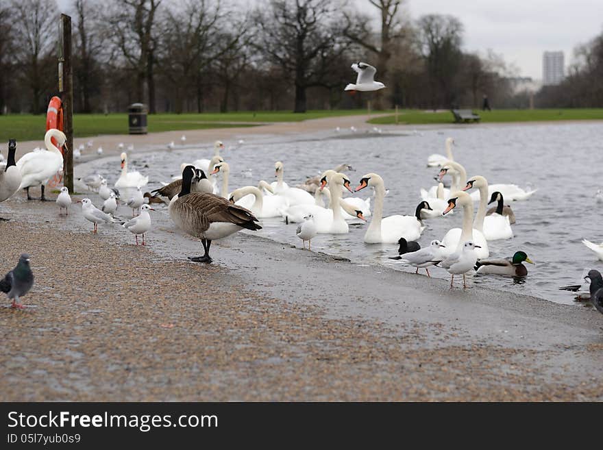 Swans in the lake