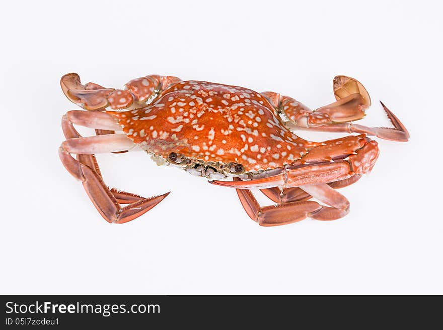 Steamed crab isolated on white background