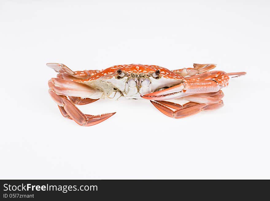 Steamed crab isolated on white background