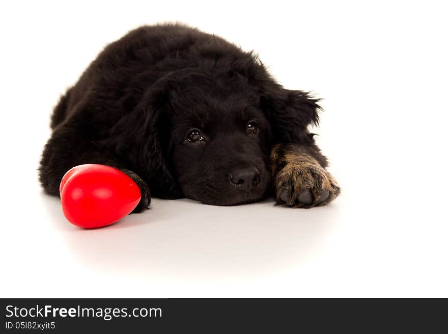 Portrait of a sleeping dog with a red toy