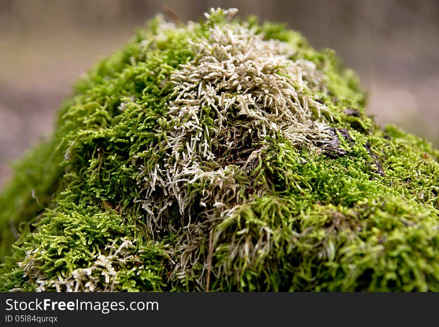 Bright moss on a tree in the forest