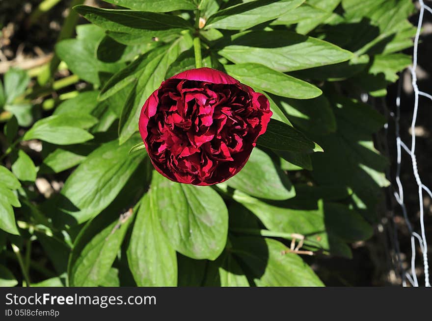 Single Peony Rose.