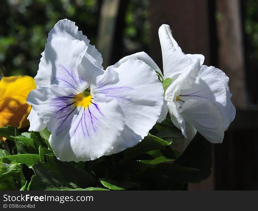 A white Pansy with purple veins, growing in a basket in my back garden. A white Pansy with purple veins, growing in a basket in my back garden.