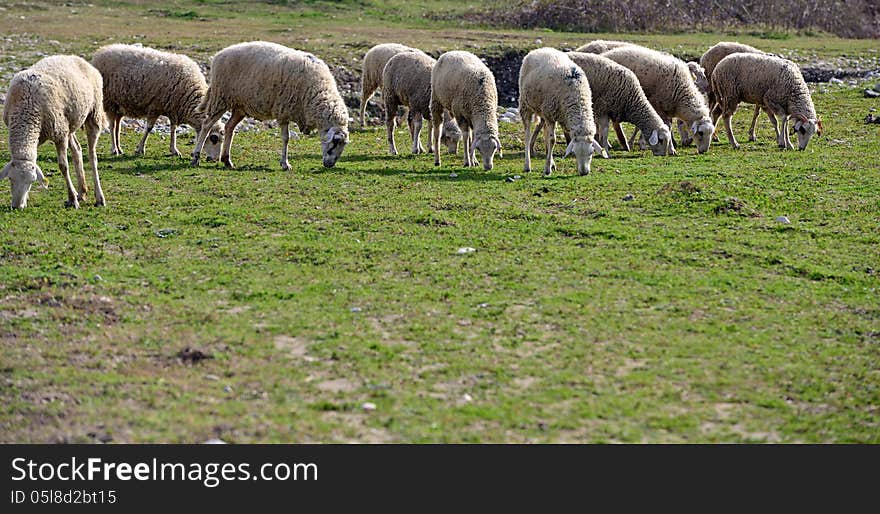 Green meadow and Sheep Grazing. Green meadow and Sheep Grazing