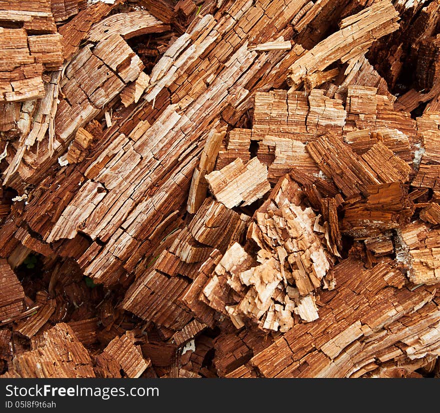 Rotten wood. Very old wood texture close-up