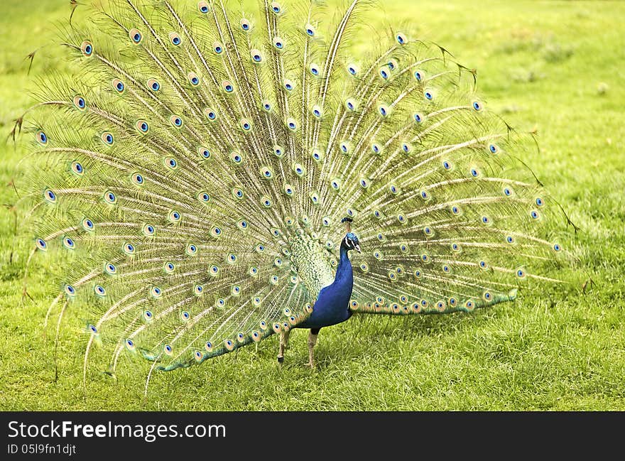 A peacock with feathers out.