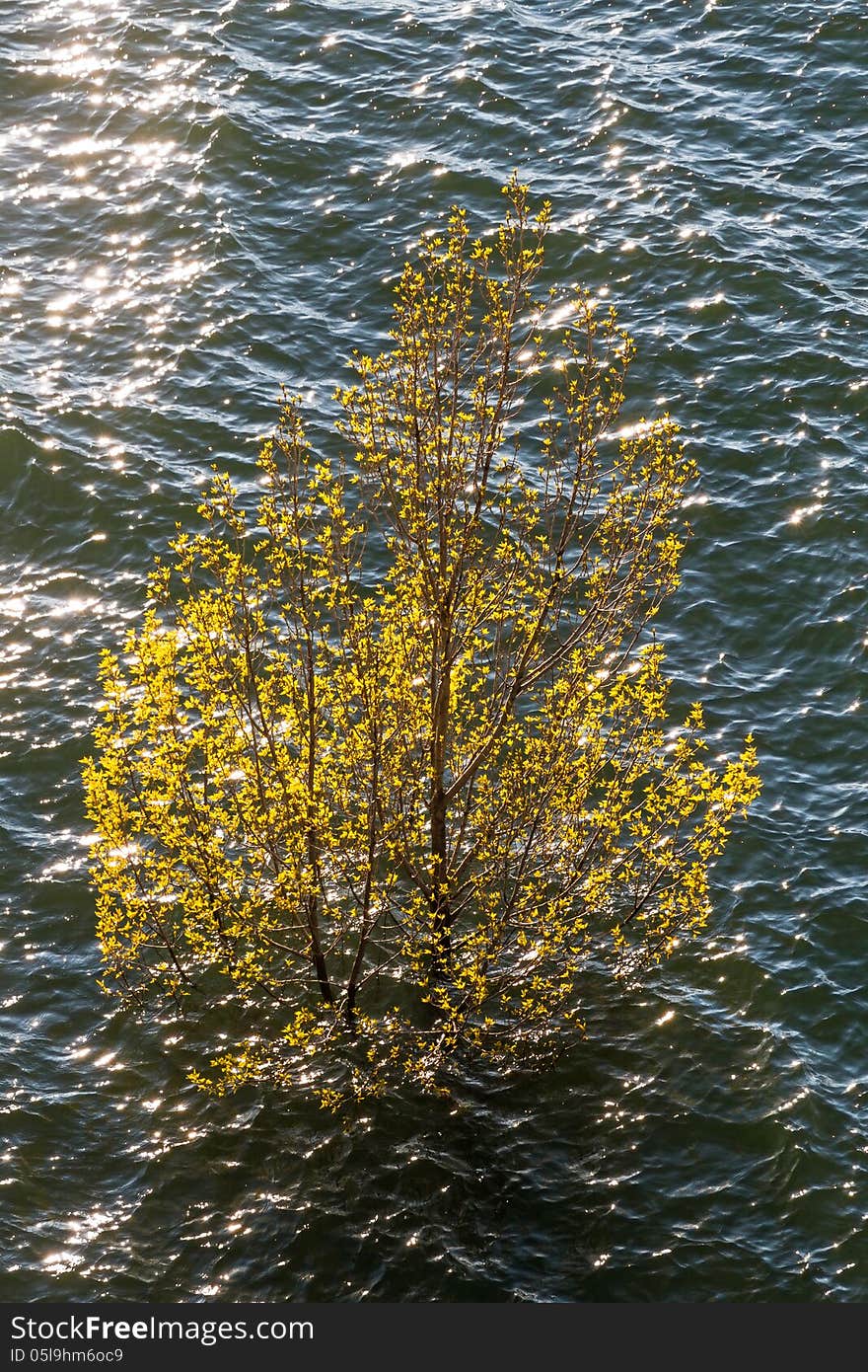 Treetop solo young spring leaves protruding above the water of a swamp. Treetop solo young spring leaves protruding above the water of a swamp