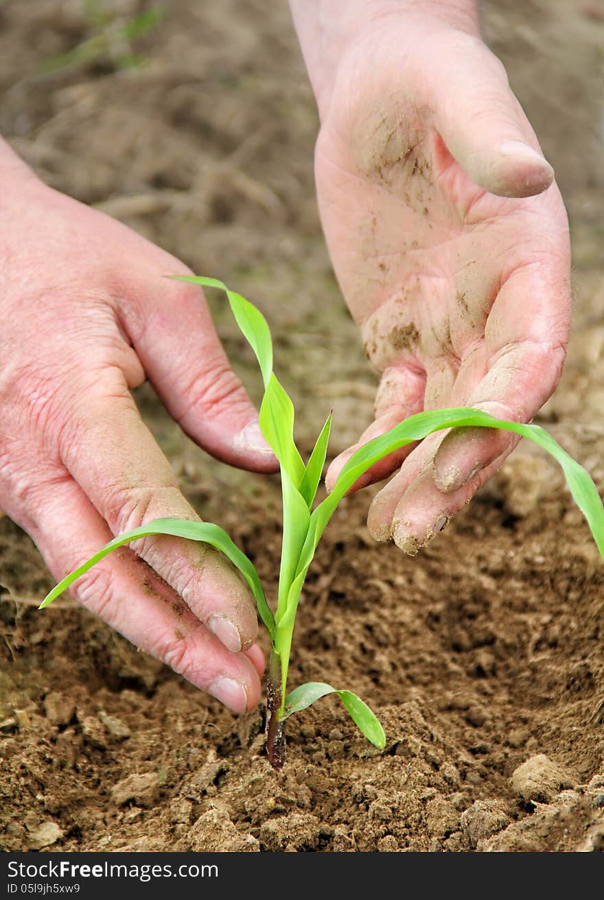 Close-up of a human hands growing plant. Close-up of a human hands growing plant