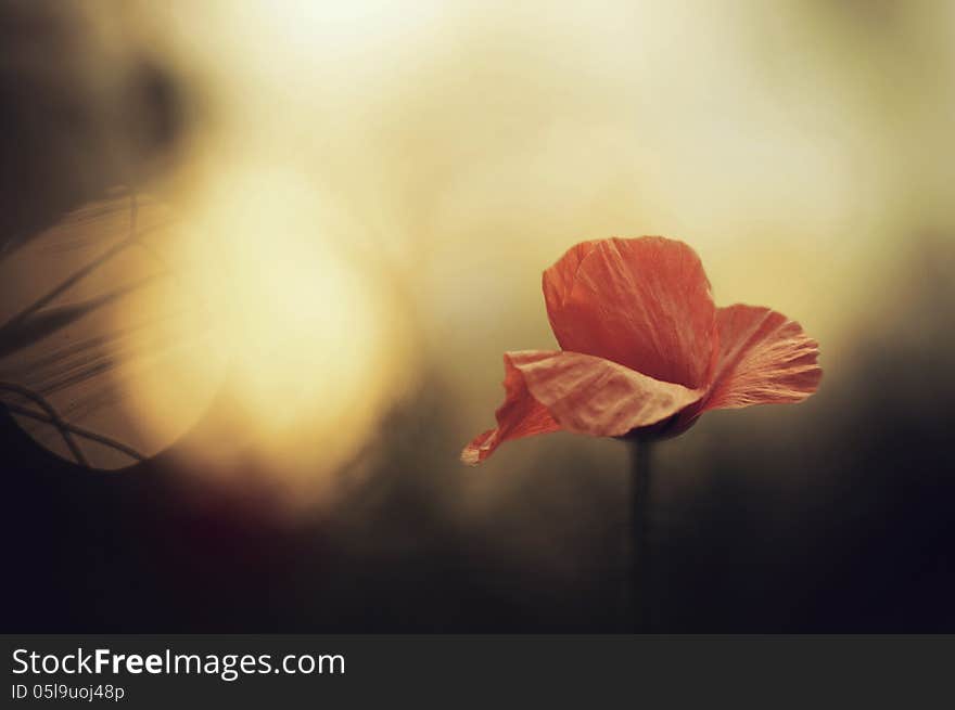 Red poppy on windy meadow