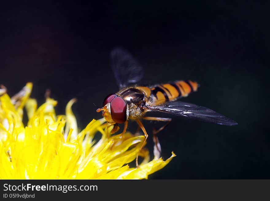 Yellow fly looks like a sting on a flower