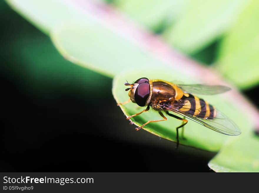 Yellow fly looks like a sting on dark background