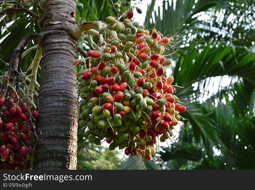 Palm areca betelpalm tree plant. Palm areca betelpalm tree plant