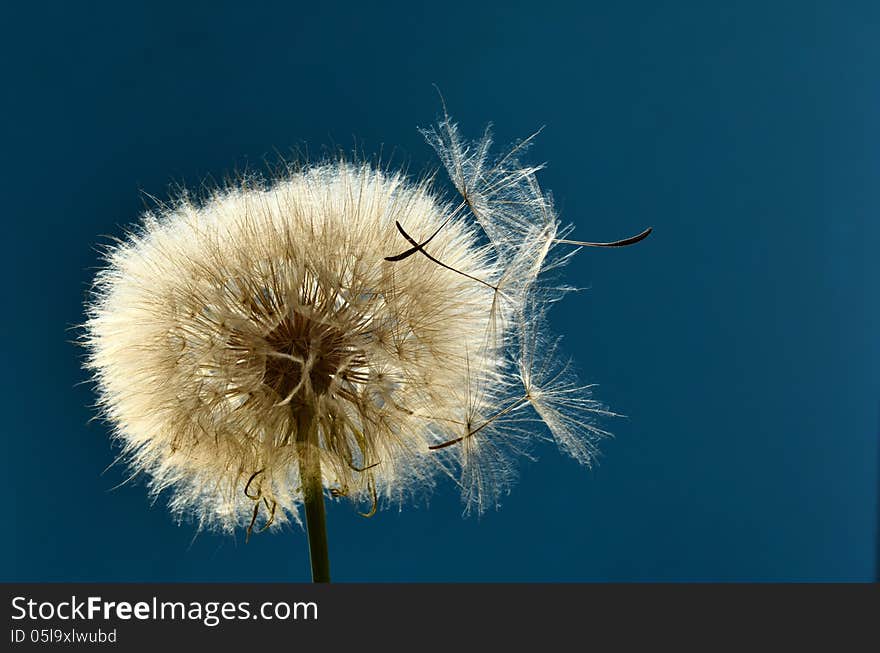 Nice fluffy sphere of Yellow Goatsbeard close up