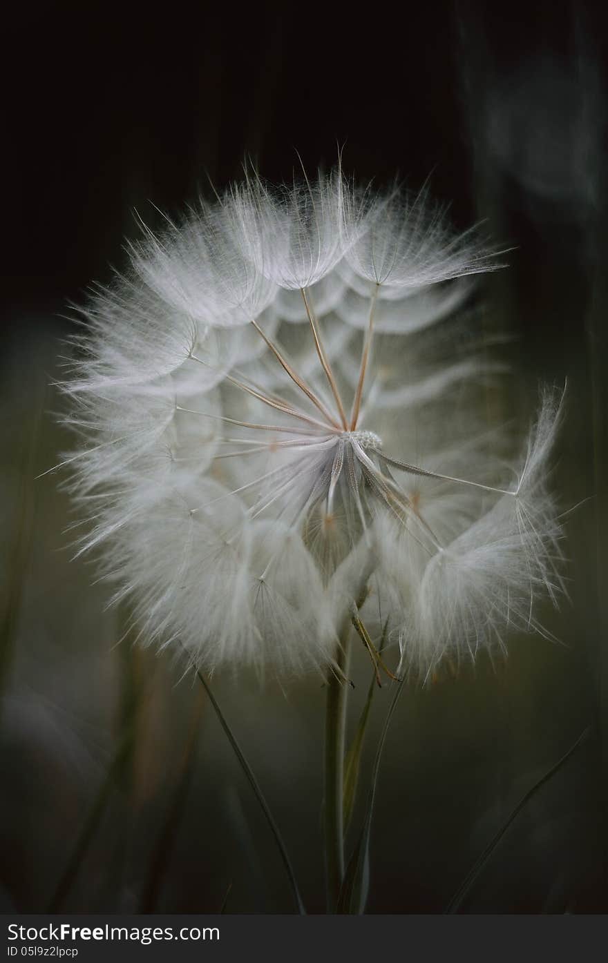 Beautiful plants in our environment. Beautiful plants in our environment