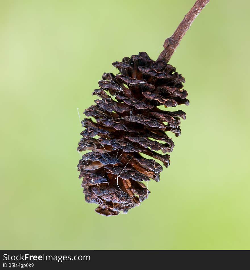 The cone of a alder tree (Alnus sp.).