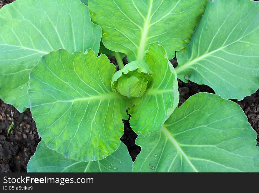 Growing in the garden green cabbage. Growing in the garden green cabbage