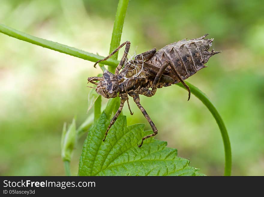 The slought of a dragonfly on a plant.