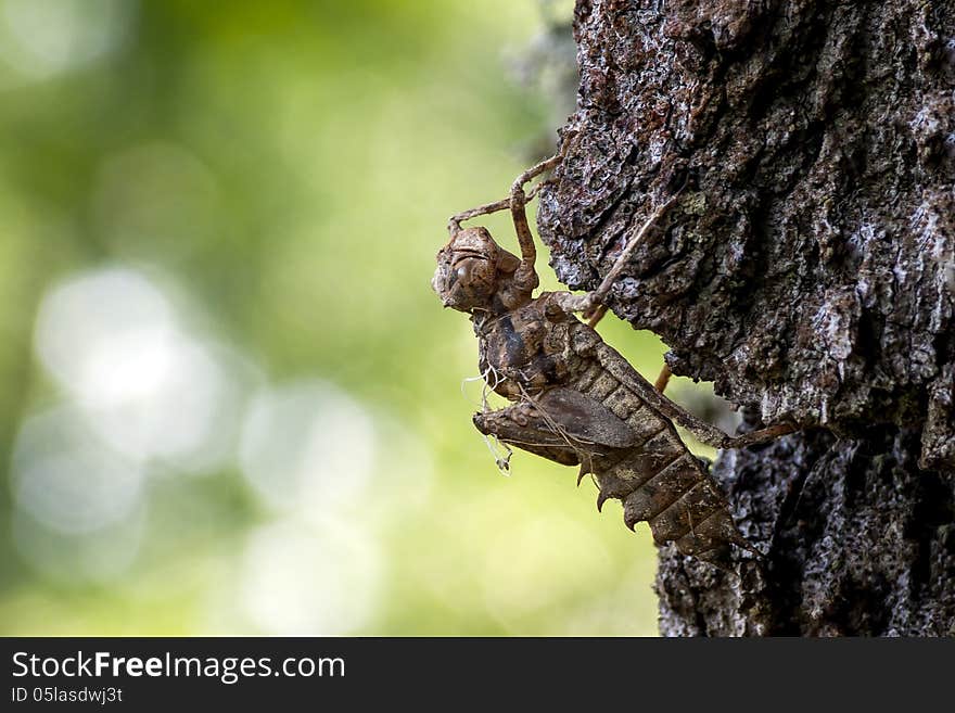 The slought of a dragonfly on a tree.