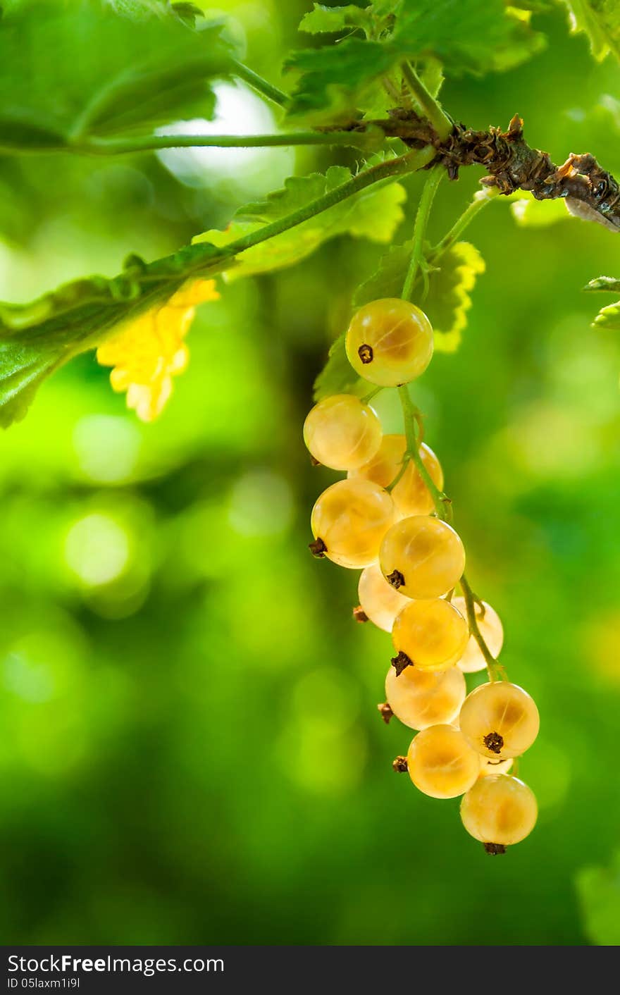 White currant on a green foliage blur