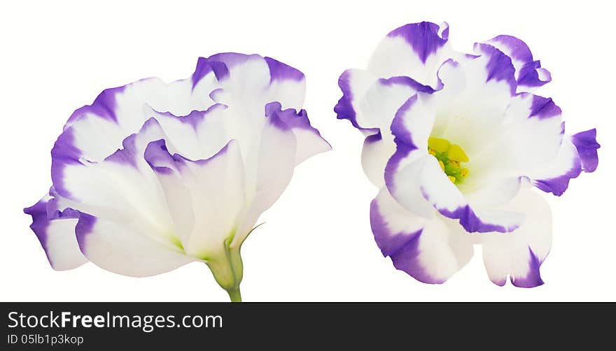 Eustoma