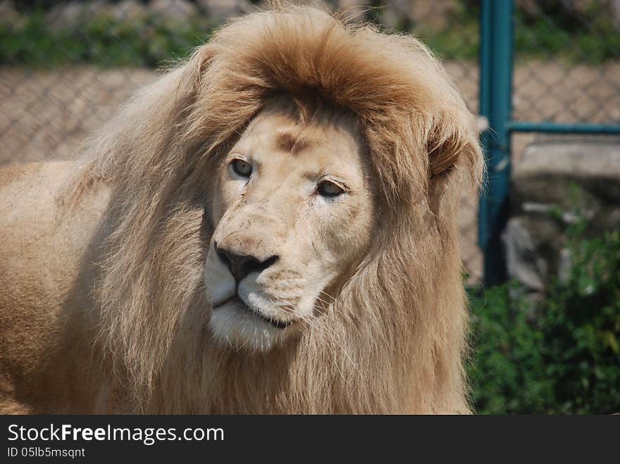 White lion portrait - close up