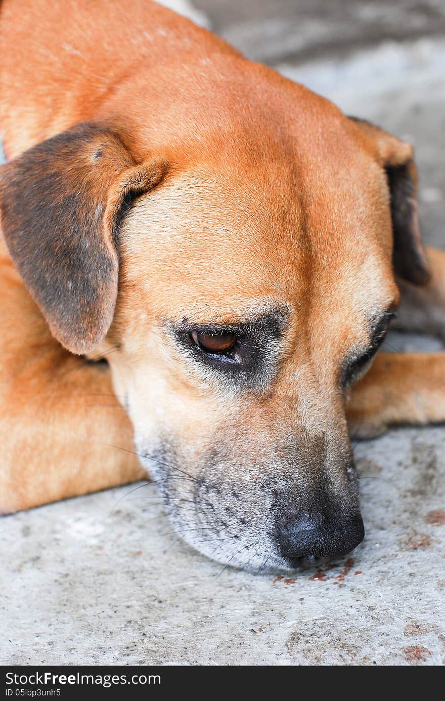 Dog resting on the ground. Dog resting on the ground