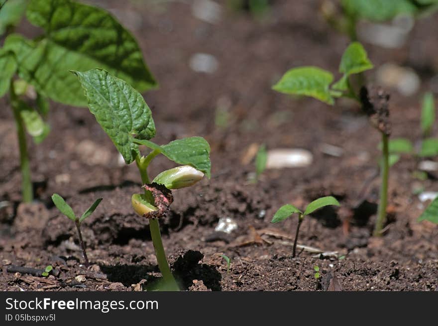 Bean Sprouts