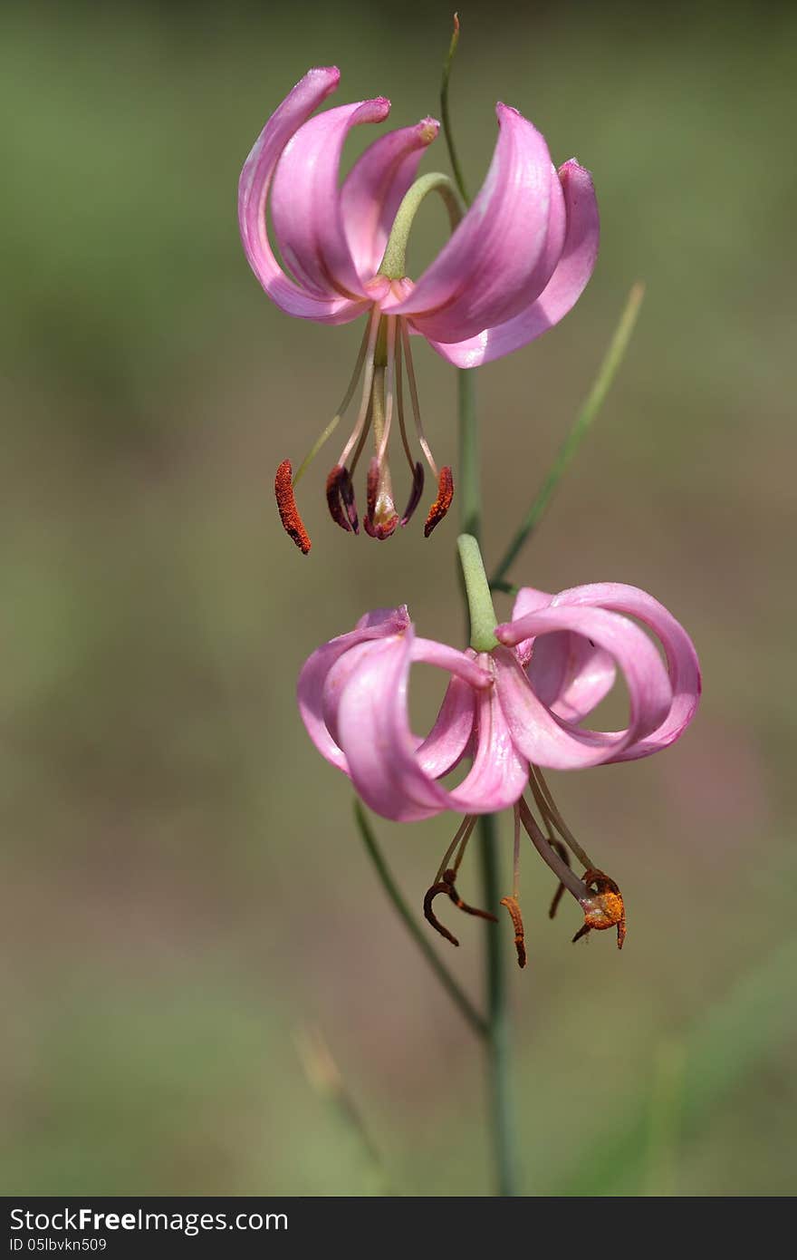 Pink tiger lily on green background