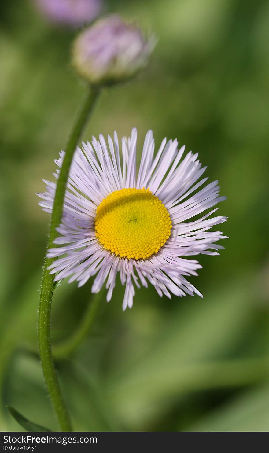 Daisy flowers with green background