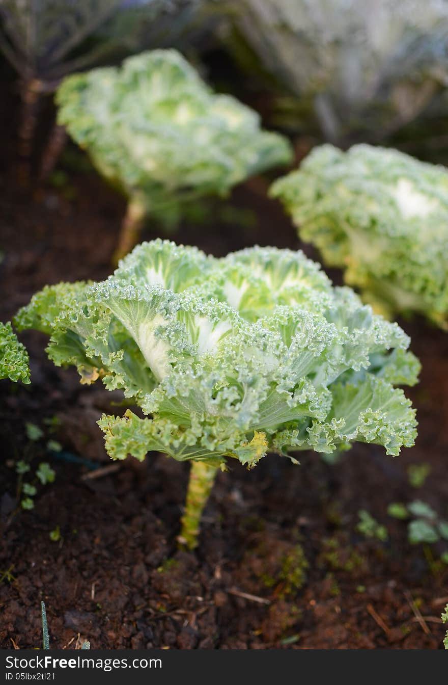 Lettuce in the field.