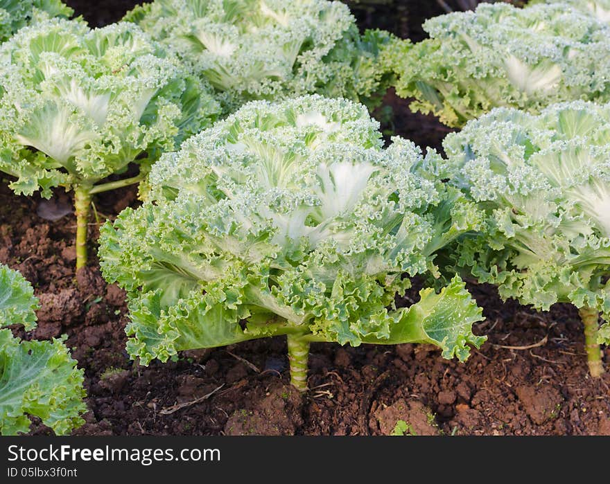 Lettuce in the field.