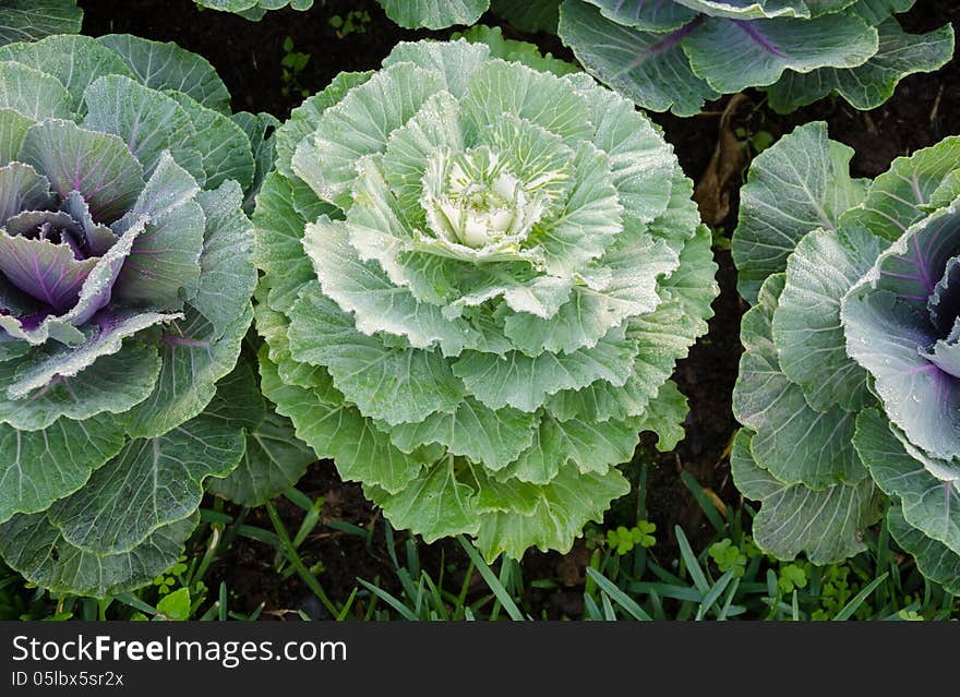 Lettuce in the field.