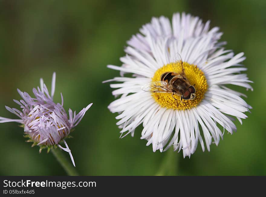 Daisy and bee with green background