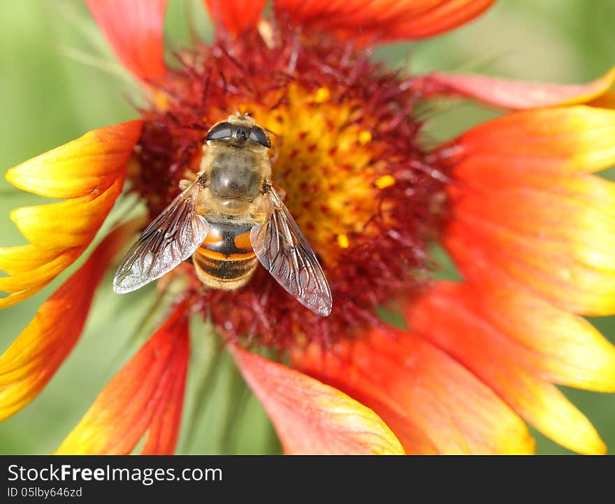 Bee and flower with green background