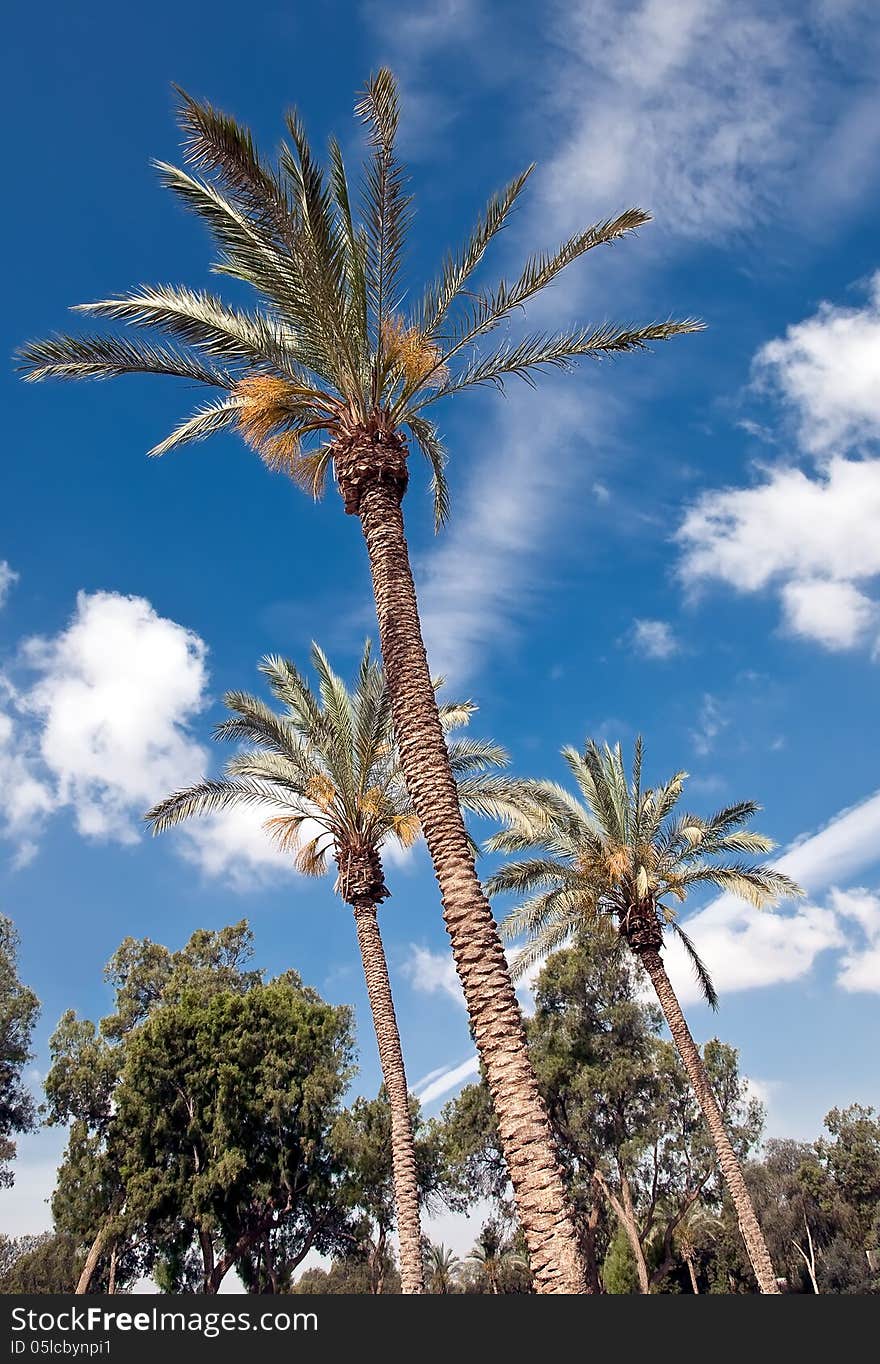 Israel, the date palms in the kibbutz. Israel, the date palms in the kibbutz.