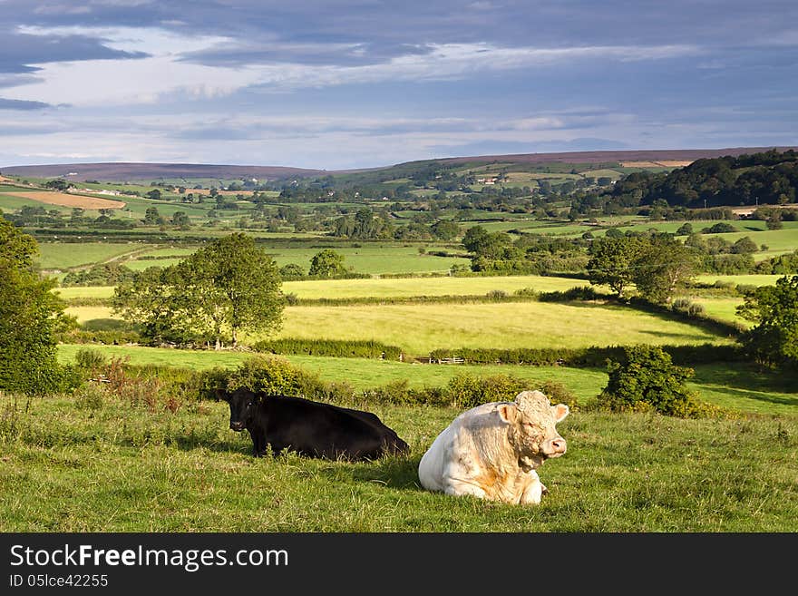 Sweet Charolais Wild Slack Farm