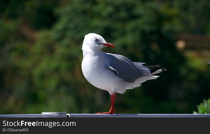 Seagull In The Green