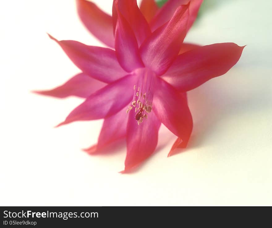 Close-up of a Christmas Cactus in full bloom. Close-up of a Christmas Cactus in full bloom.