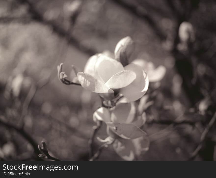 Magnolia flower.