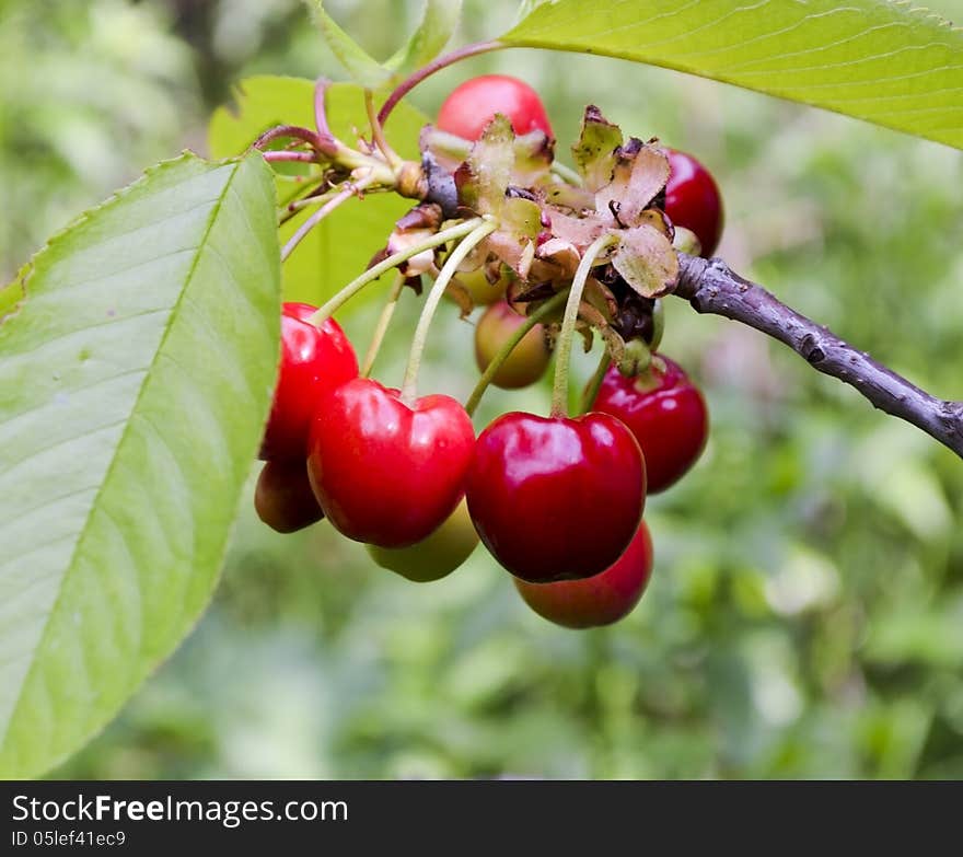 The photo shows several berries ripe cherry a close-up on the branch.