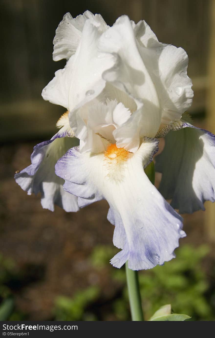 A Blue and White Bearded Iris sparkles in the sun after an early spring rain shower. A Blue and White Bearded Iris sparkles in the sun after an early spring rain shower