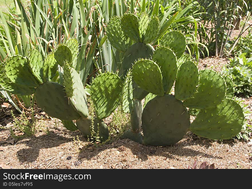 A Catcus grows in a garden in Eastern North Carolina