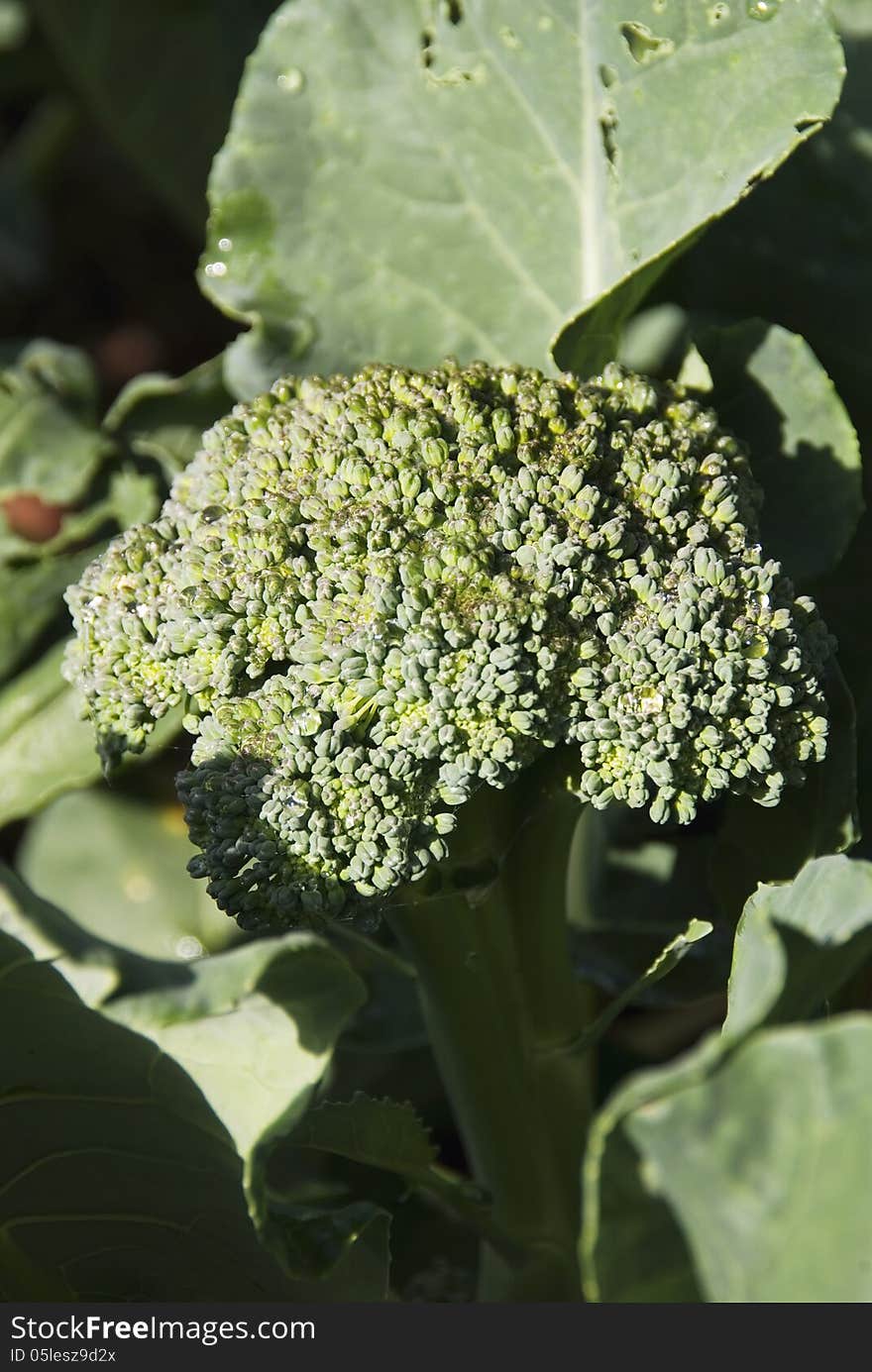 A head of Pac Man Broccoli sparkles after an early morning shower. A head of Pac Man Broccoli sparkles after an early morning shower.